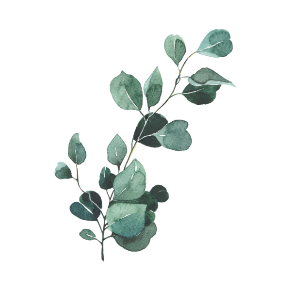 A drawing of an eucalyptus branch with green leaves on it.