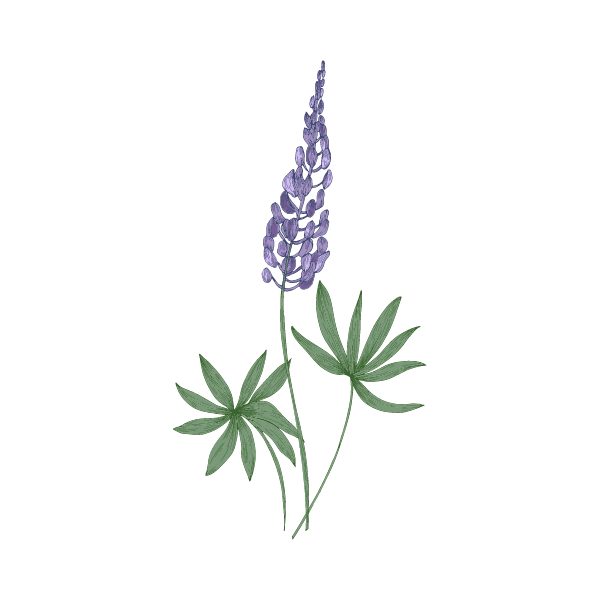 A drawing of a purple lupin flower with two green leaves.